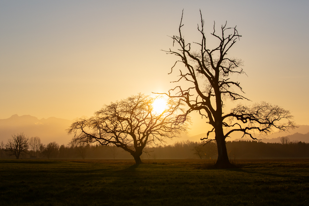 Lauteracherried im Jänner 93